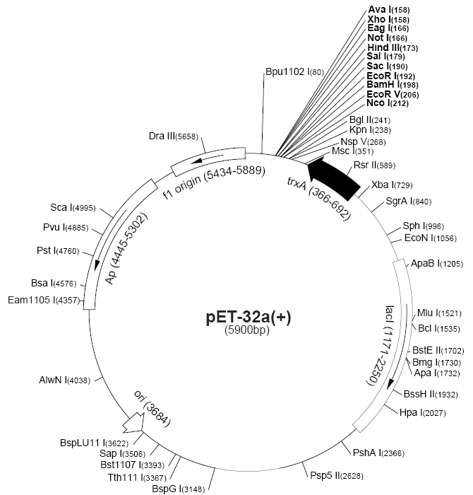 pET-32b载体图谱