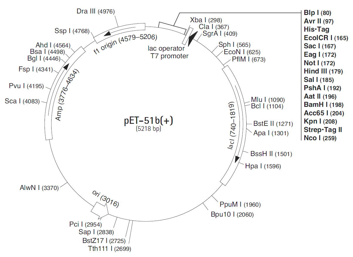 pET-51b载体图谱
