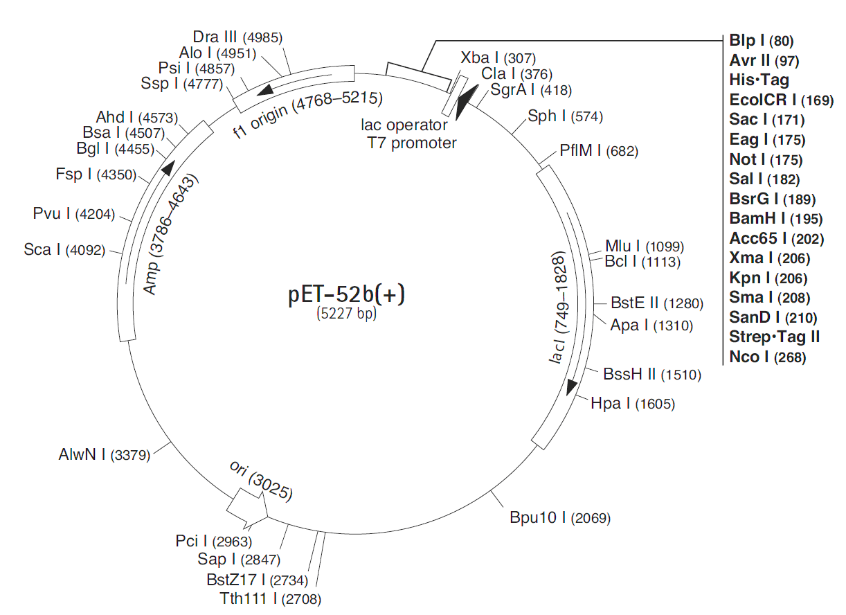 pET52b载体图谱