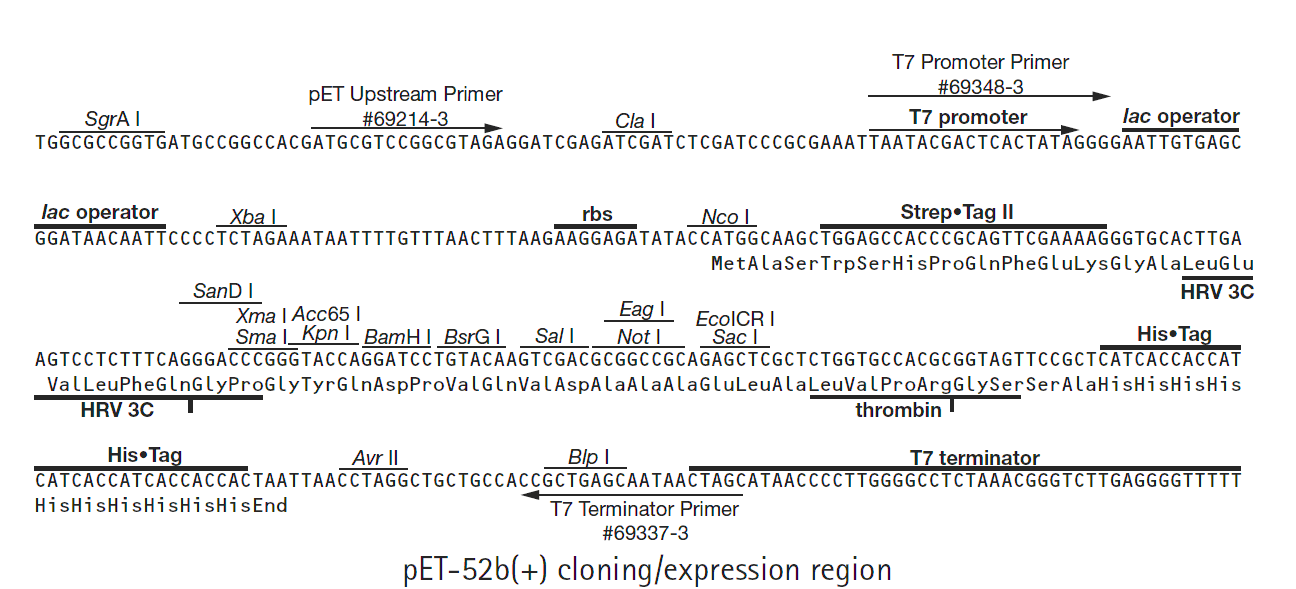 pET52b多克隆位点