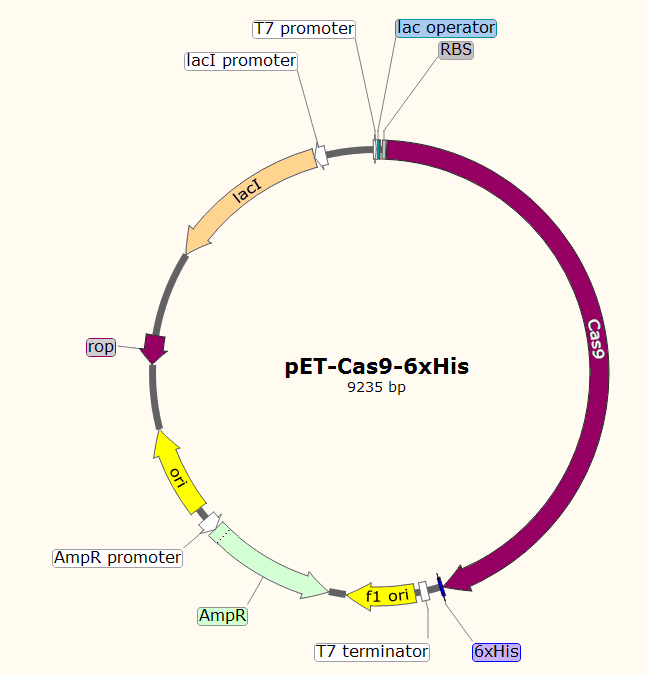 pET-Cas9-6xHis 载体图谱