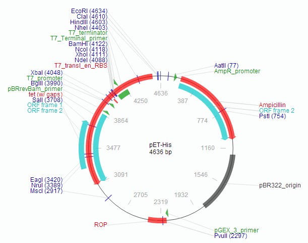 pET-His图谱序列抗性标签酶切位点