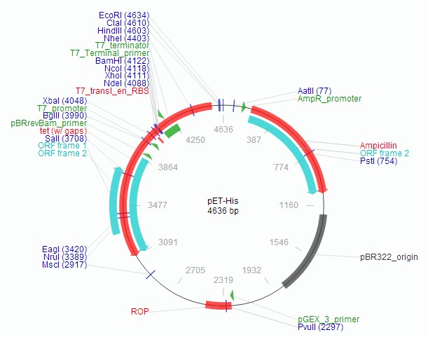 pET-His载体图谱