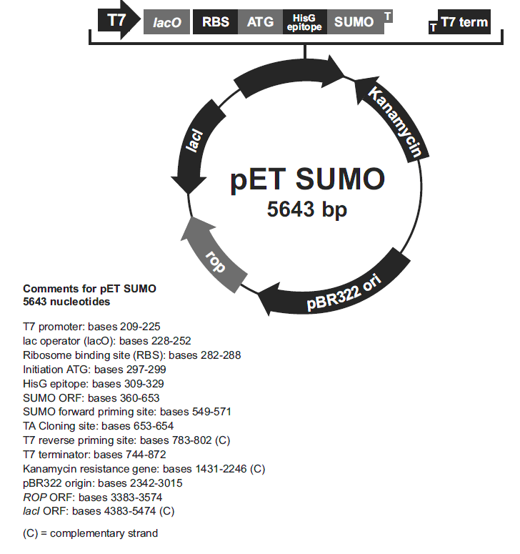 pET-SUMO载体图谱