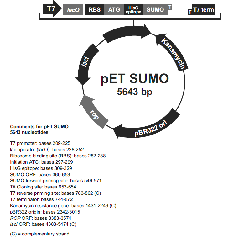 pET-SUMO載體圖譜
