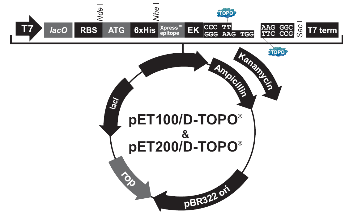 pET100载体图谱