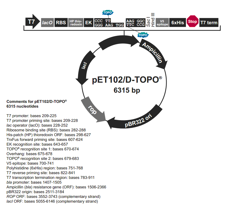 pET102-D-TOPO载体图谱