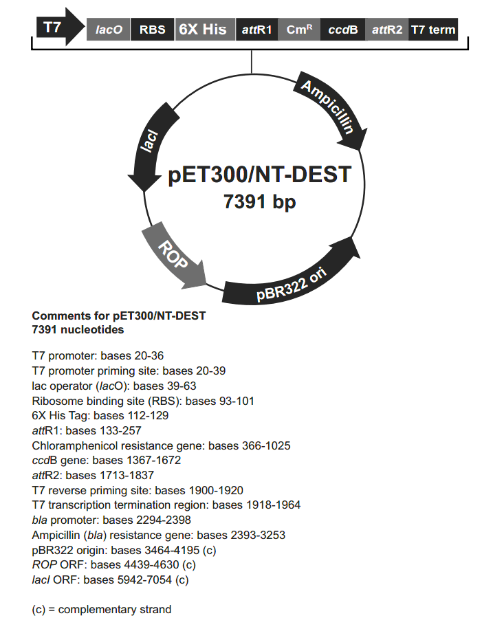 pET300-NT-DEST载体图谱