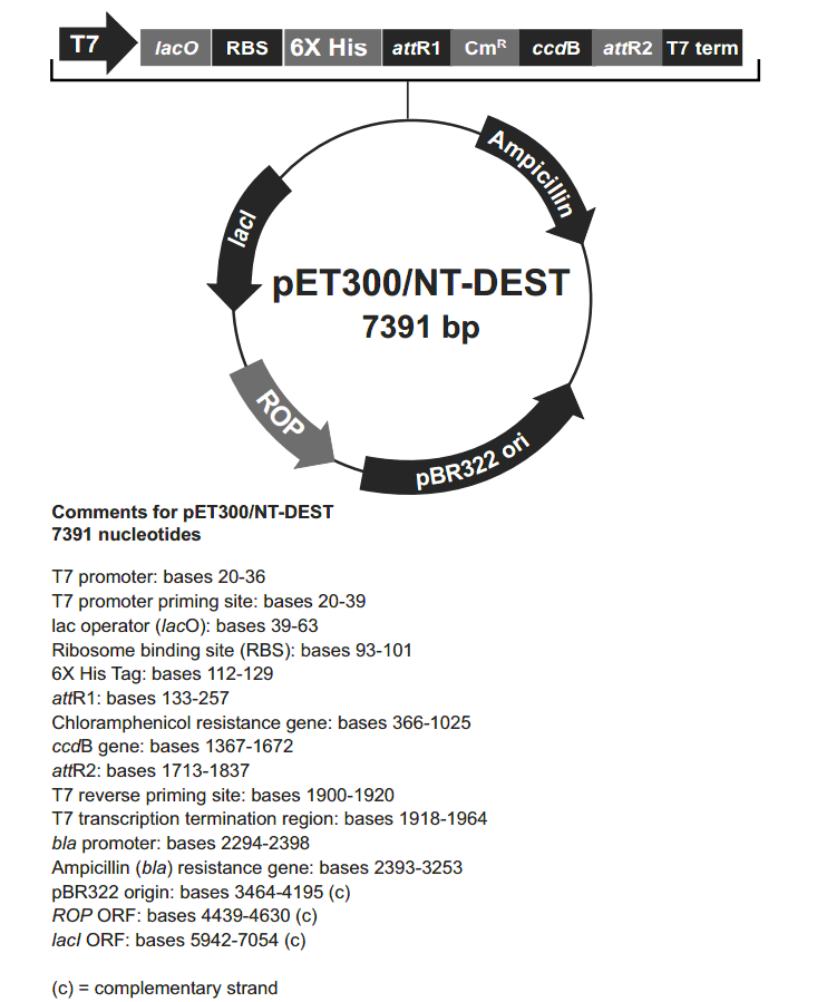 pET300-NT-DEST載體圖譜