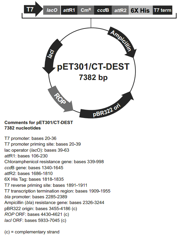 pET301-CT-DEST载体图谱