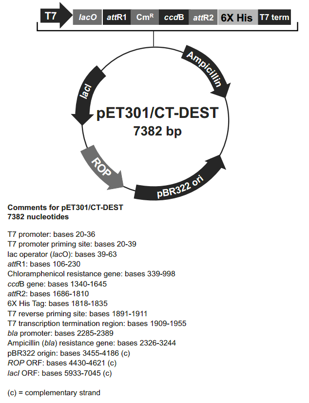 pET301-CT-DEST載體圖譜