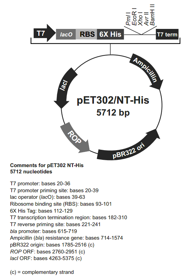 pET302-NT-His載體圖譜