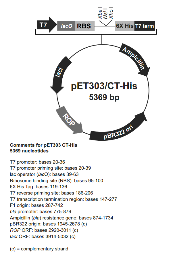 pET303-CT-His载体图谱