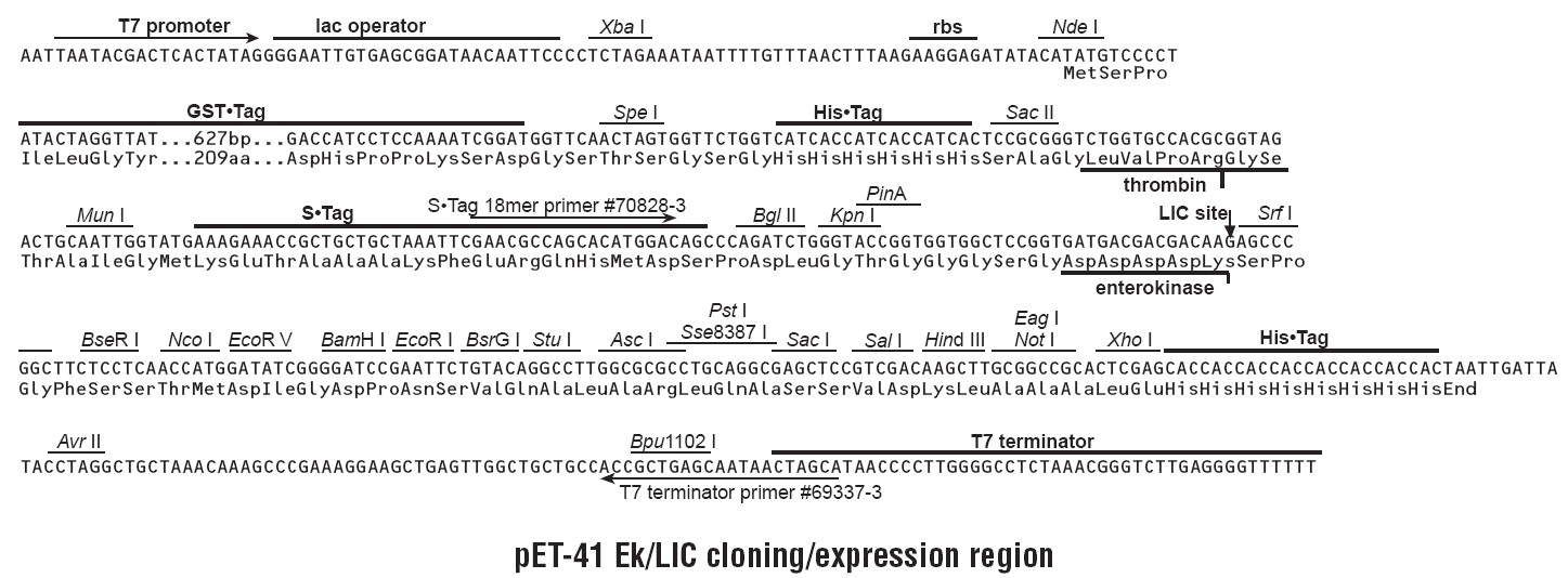pET41 Ek/LIC多克隆位點
