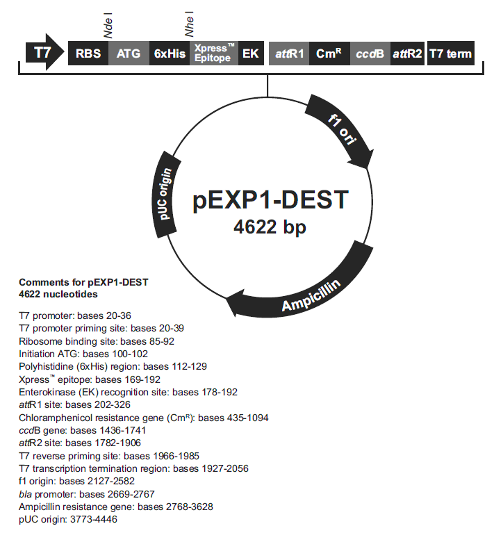 pEXP1-DEST載體圖譜