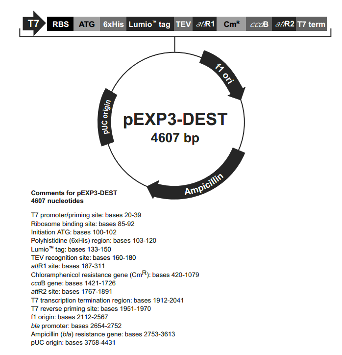 pEXP3-DEST载体图谱