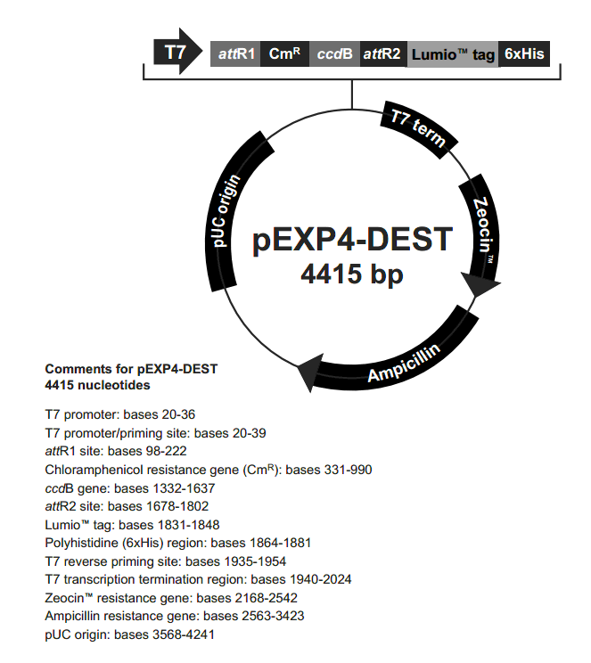 pEXP4-DEST载体图谱