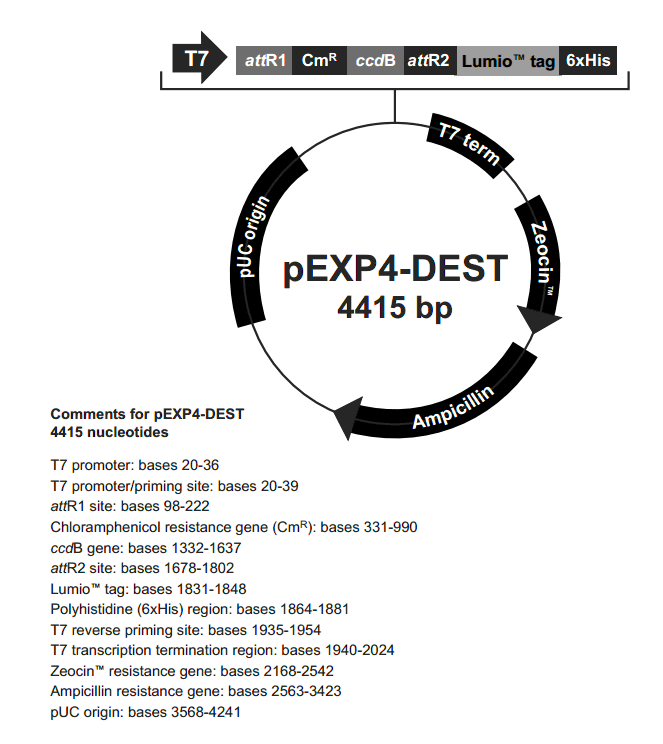 pEXP4-DEST載體圖譜