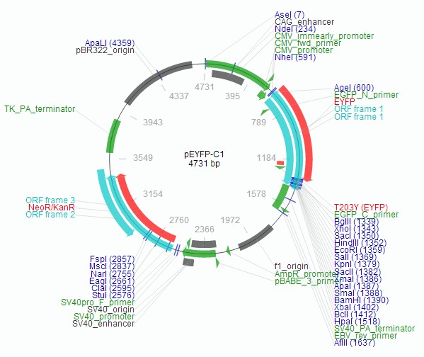 pEYFP-C1载体图谱