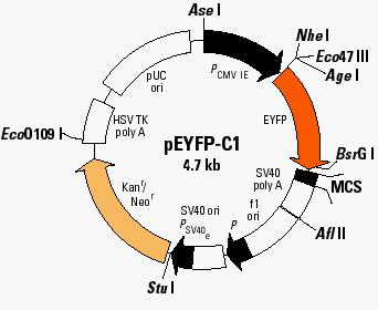 pEYFP-C1載體圖譜