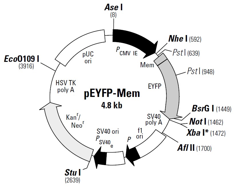 pEYFP-Mem载体图谱