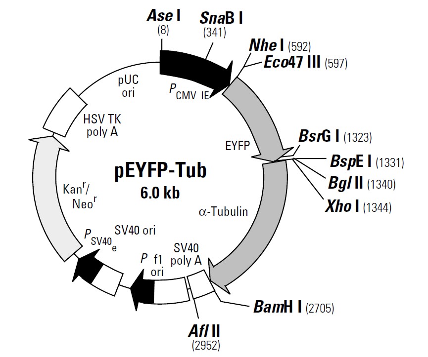 pEYFP-tub载体图谱