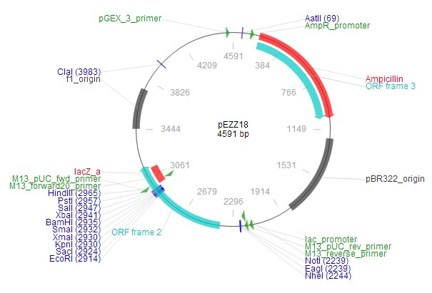 pEZZ18载体图谱