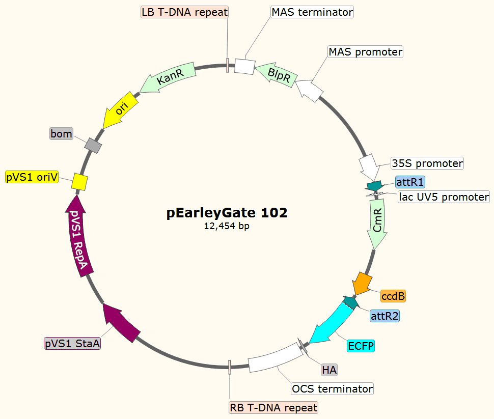 pEarleyGate102載體圖譜
