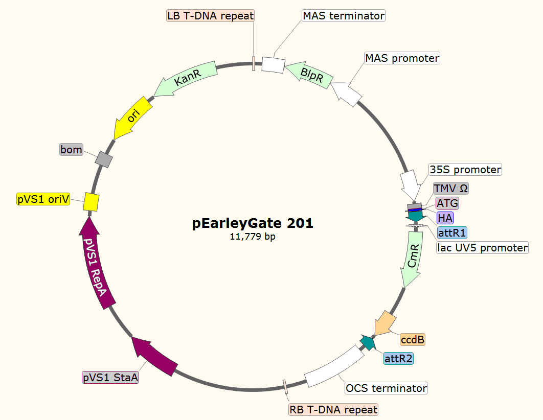 pEarleyGate201載體圖譜