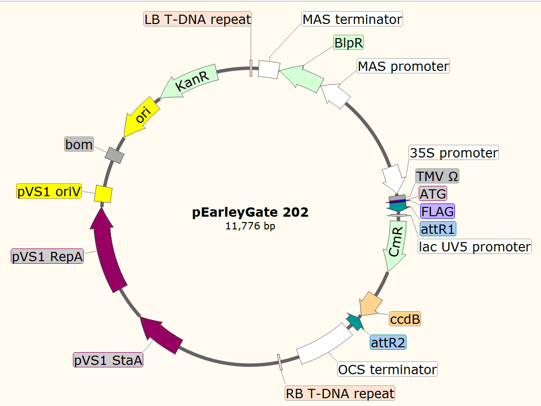 pEarleyGate202载体图谱