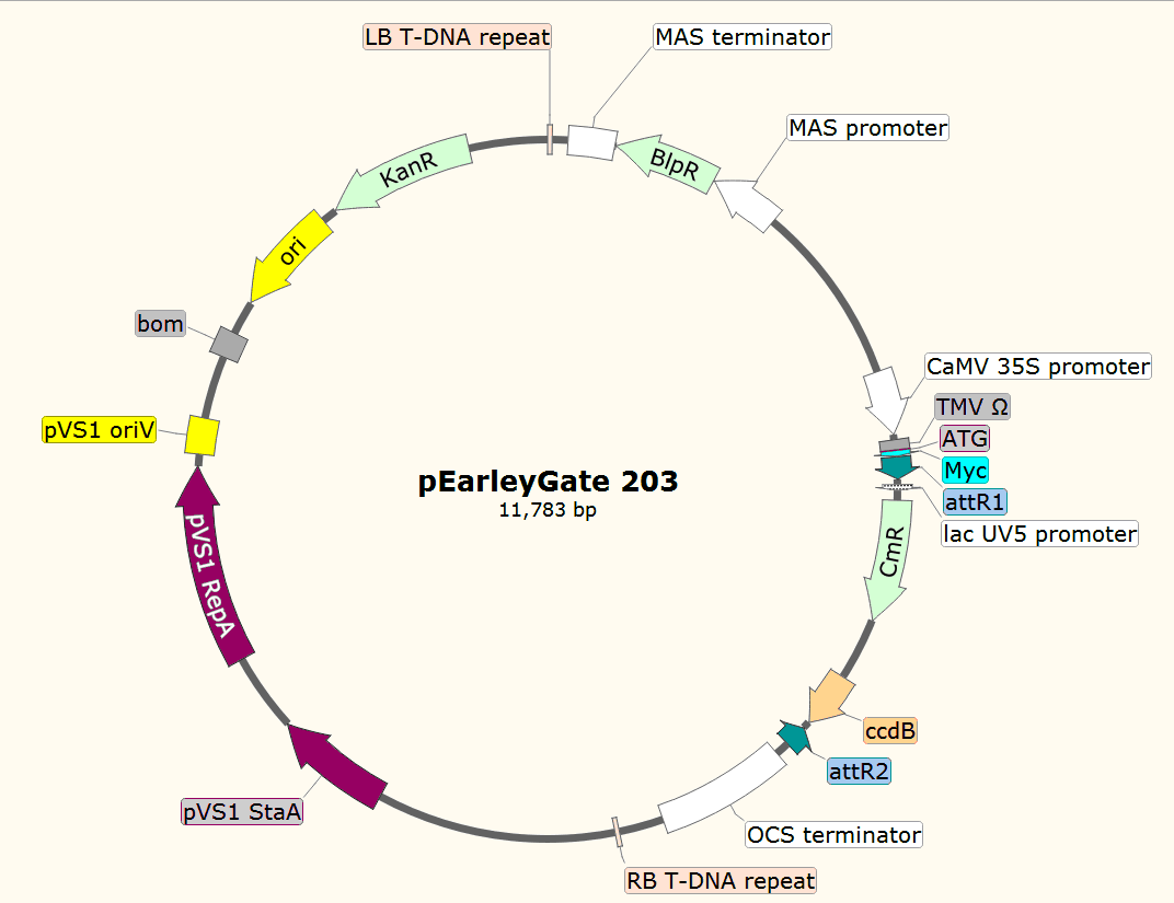 pEarleyGate203載體圖譜