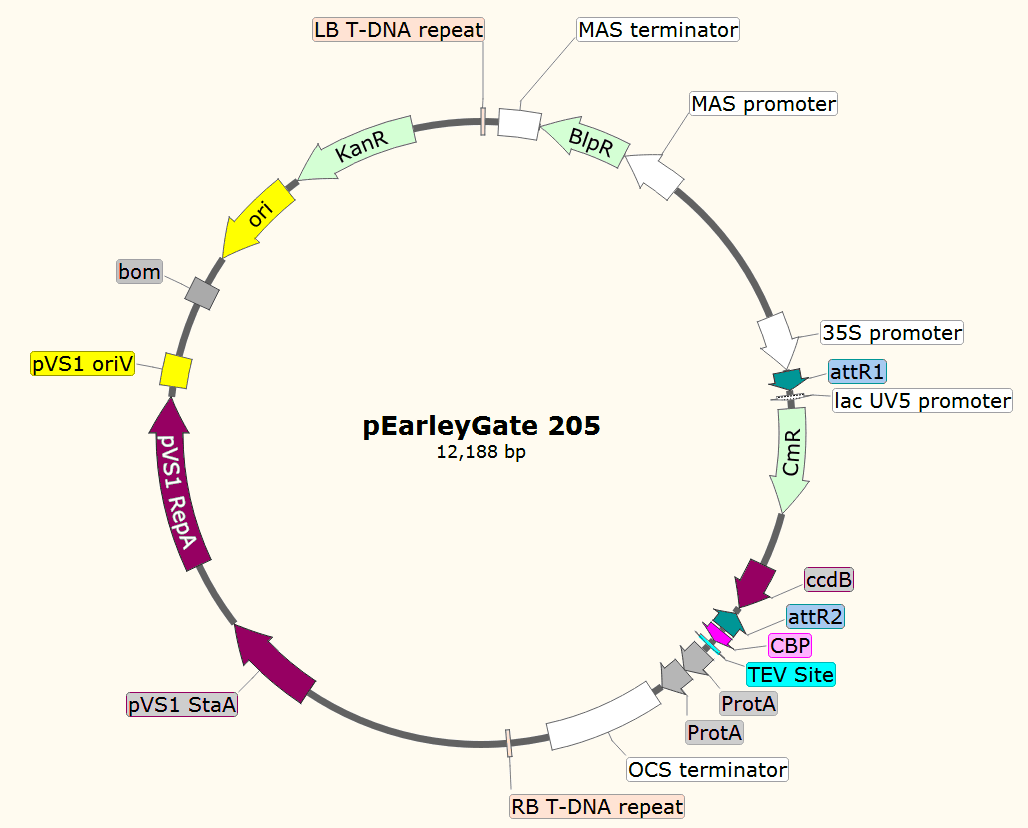 pEarleyGate205載體圖譜