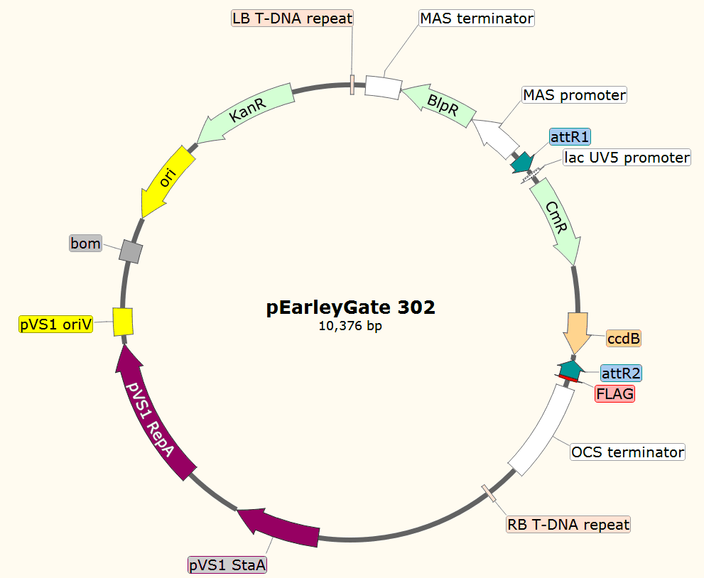 pEarleyGate302載體圖譜