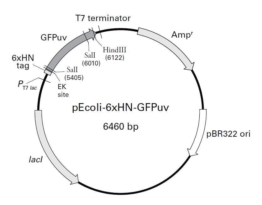 pEcoli-6xHN-GFPuv载体图谱