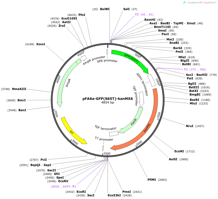pFA6a-GFP(S65T)-KanMX6 载体图谱
