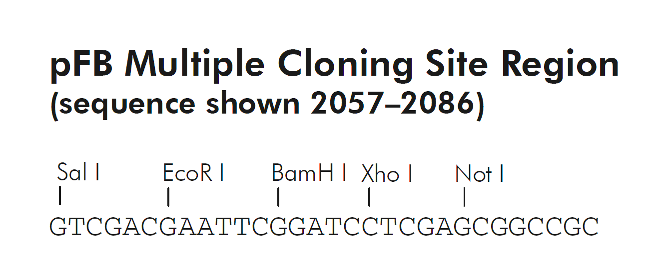 pFB 多克隆位点
