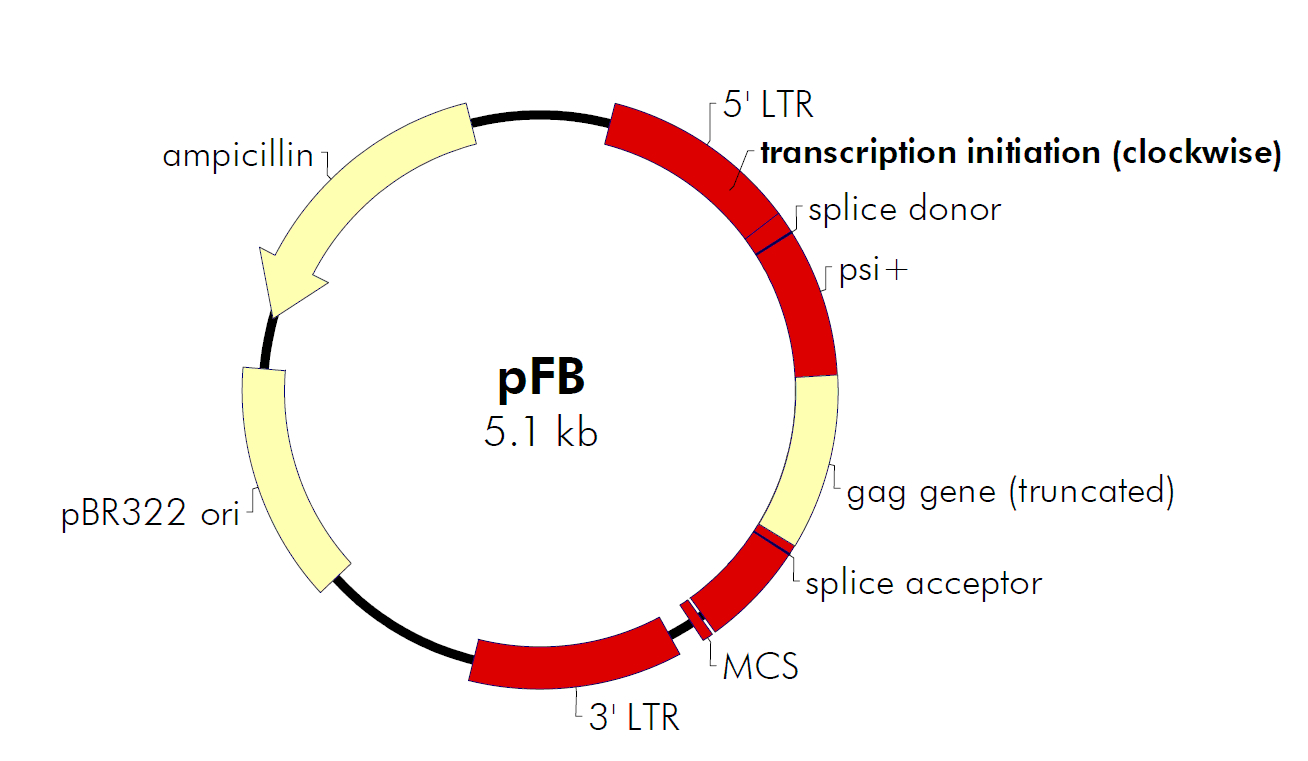 pFB载体图谱