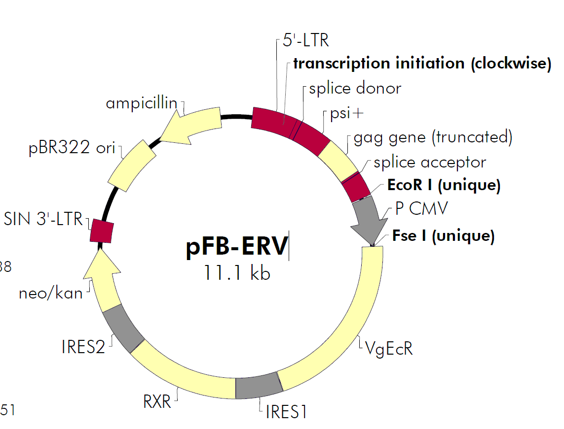 pFB-ERV载体图谱