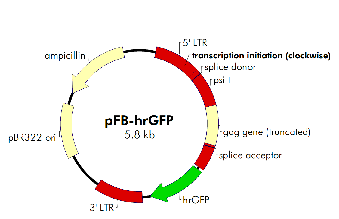 pFB-hrGFP載體圖譜
