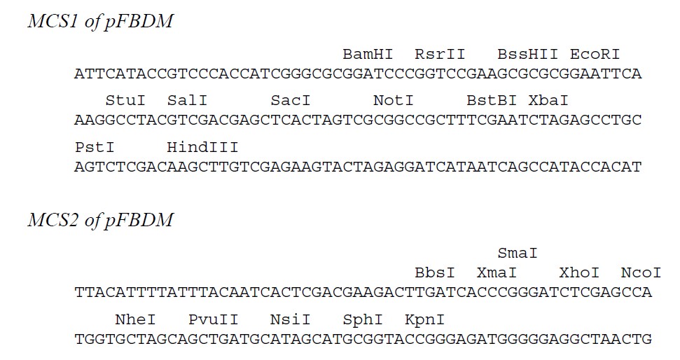 pFBDM多克隆位点