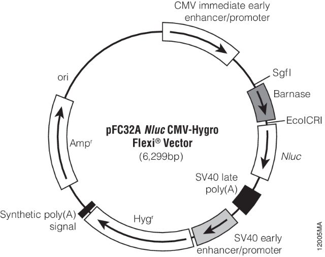 pFC32A Nluc CMV-Hygro Flexi载体图谱