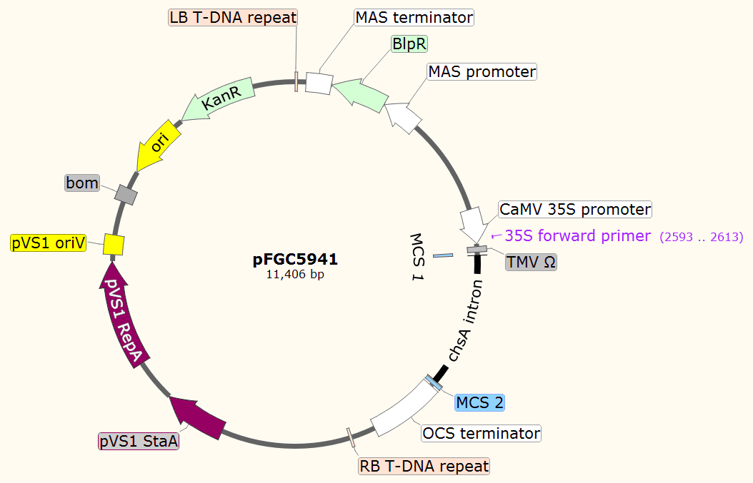 pFGC5941载体图谱