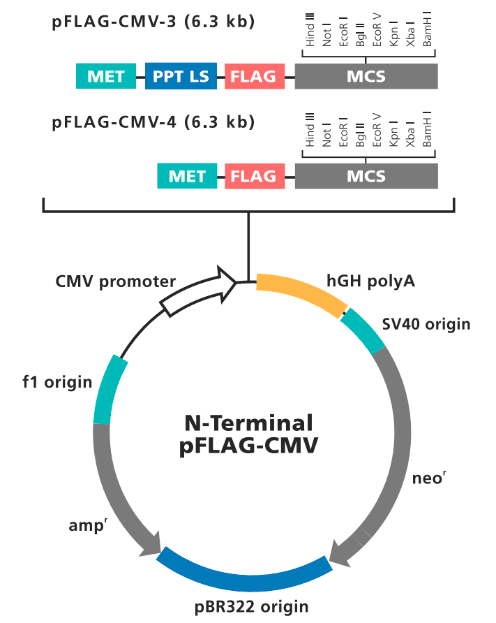 pFLAG-CMV-3 载体图谱