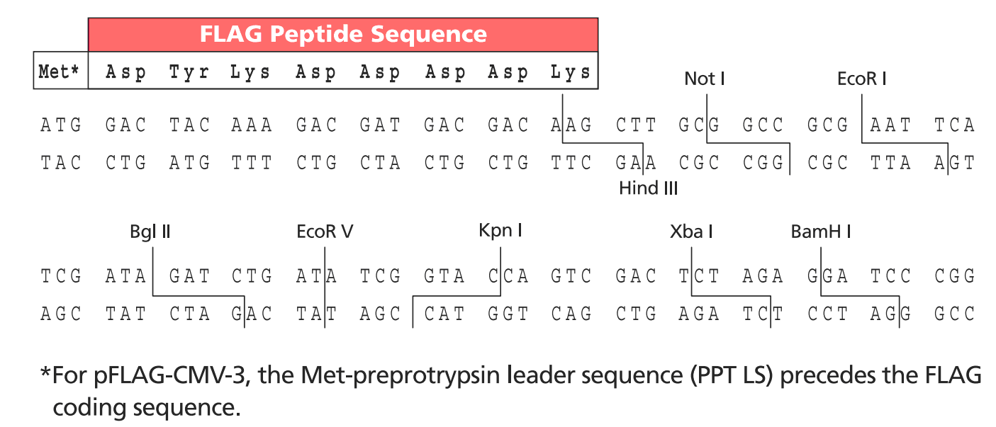 pFLAG-CMV-4 多克隆位点
