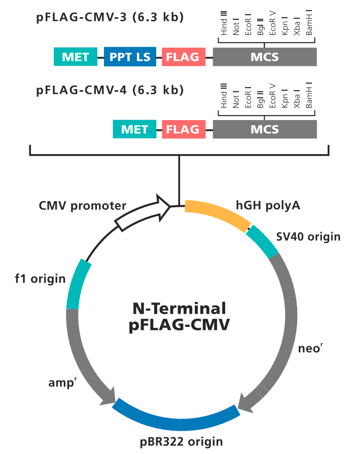 pFLAG-CMV-4 载体图谱
