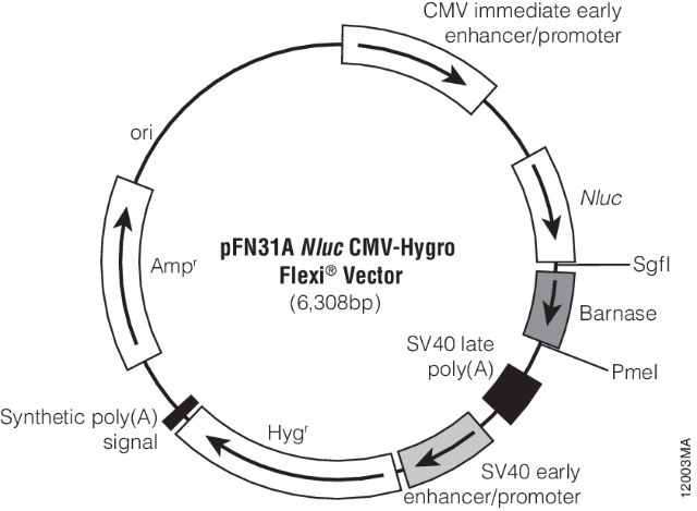 pFN31A Nluc CMV-Hygro Flexi載體圖譜
