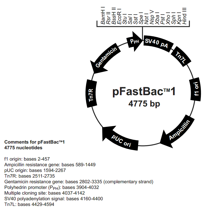 pFastBac1 载体图谱