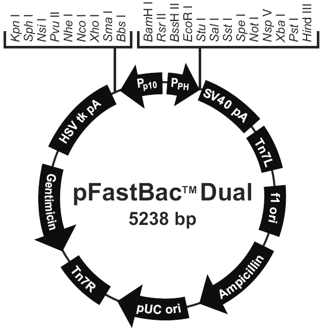 pFastBacDual载体图谱