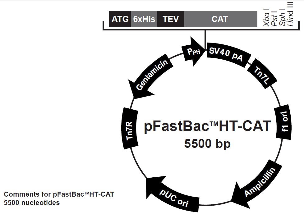 pFastBacHT-CAT载体图谱