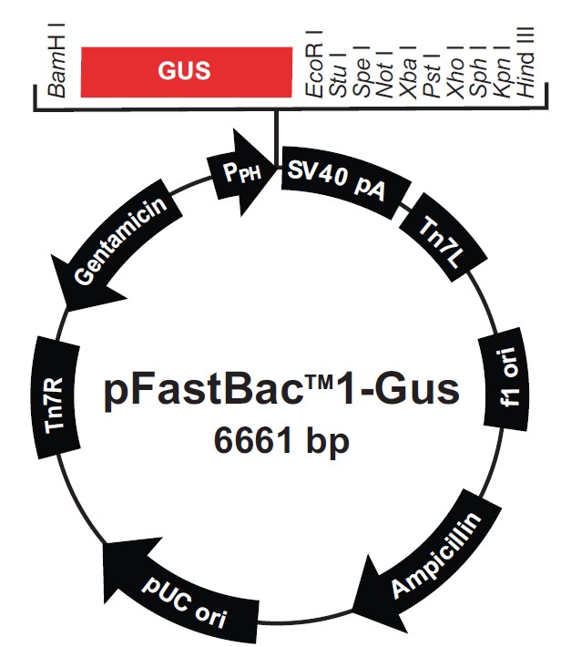 pFastBacI-Gus载体图谱